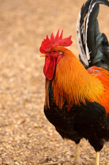 Bantam Cockerel