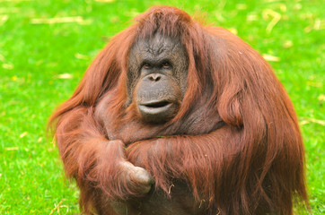 Orangutan © Stephen Meese