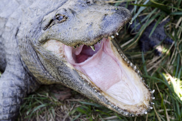 Wildlife and Animals - Crocodile