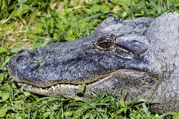 Wildlife and Animals - Crocodile