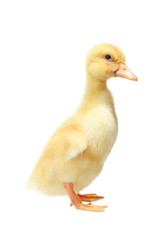 Four days old duckling isolated on white