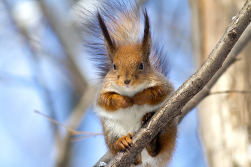 Obraz premium squirrel