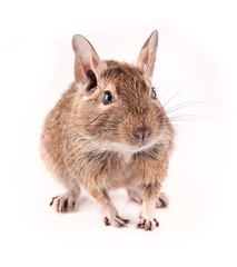 Young degu isolated
