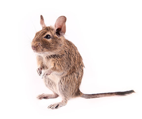 Young degu isolated