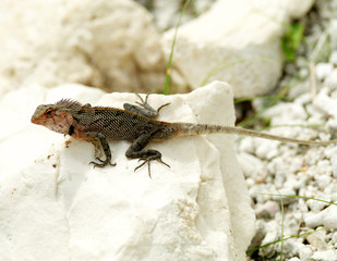 Agama Lizard