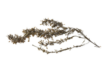 Branche of common seaweed © Picture Partners