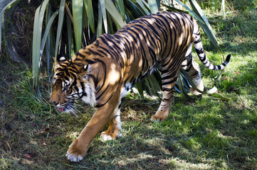 Wildlife and Animals - Tiger