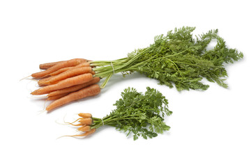 Fresh baby carrots  and large ones