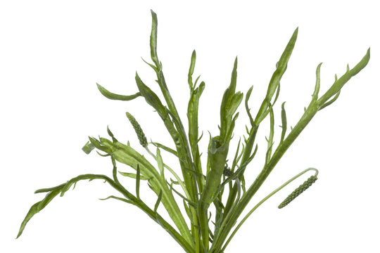 Minutina leaves