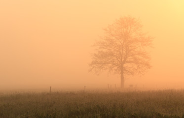 Fototapeta na wymiar Tree in the mist