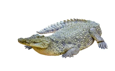 Crédence de cuisine en verre imprimé Crocodile Crocodile du Nil isolé (Crocodylus niloticus)