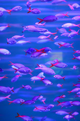 Tropical piranha fishes in Aquarium