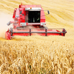 Combine harvesting wheat.