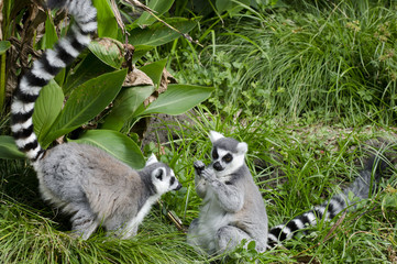 Wildlife and Animals - Lemur