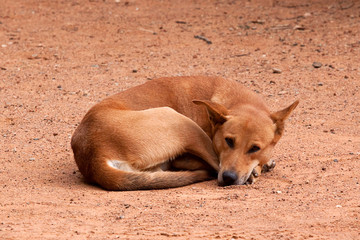 sleeping feral dog 6548 - 41388763