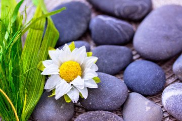 Fototapeta na wymiar daisy and leaves among spa stones