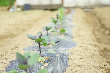 茄子の苗