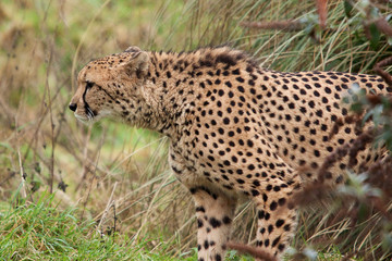 alert male cheetah 6627