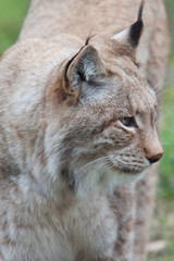 lynx cat portrait 6844