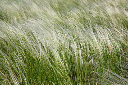 Feather-grass in a steppe