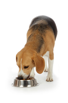 chien Beagle mangeant croquettes