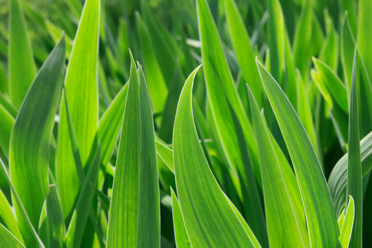 Green Iris Leaves