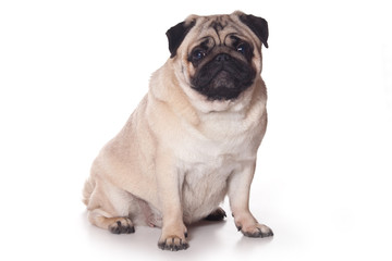 Pug dog on white background