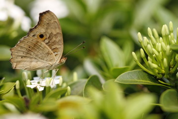 Closeup shot of beautiful butterfly on flower