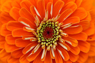 Zinnia flower background