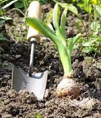 Gartenarbeit
