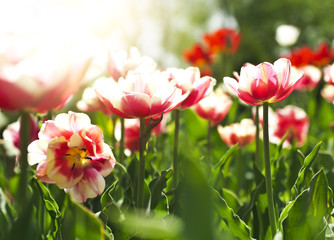 Beautiful spring flowers (in soft focus)
