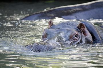 Wildlife and Animals - Hippopotamus