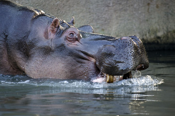 Wildlife and Animals - Hippopotamus