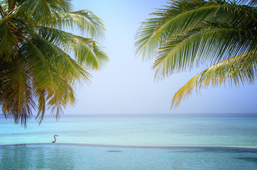 Fototapeta na wymiar Luksusowe tropikalne Infinity Pool na Malediwach