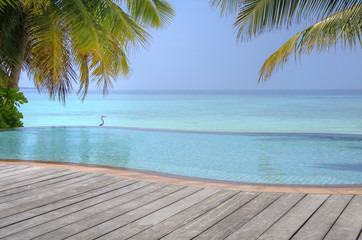 Luxury tropical Infinity Pool on the Maldives