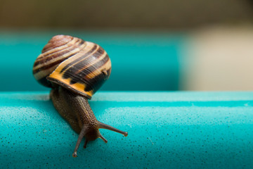 Snail on Blue
