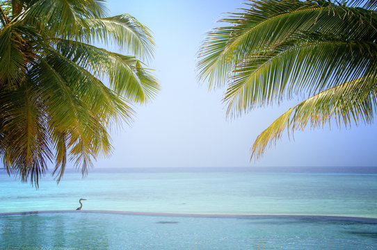 Luxury Tropical Infinity Pool On The Maldives