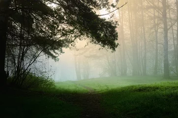 Outdoor-Kissen Nebel im Wald © Aastels