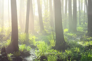  forest swamp in fog at the sunrise © Aastels