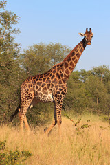 Giraffe