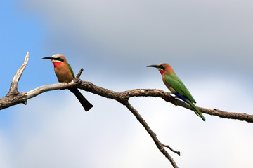 Weißstirnbienenfresser