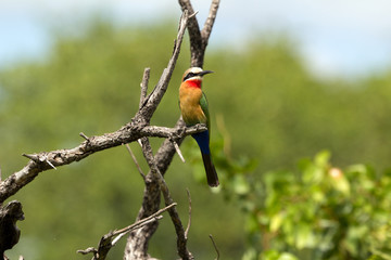 Weißstirnbienenfresser