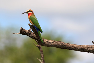 Weißstirnbienenfresser