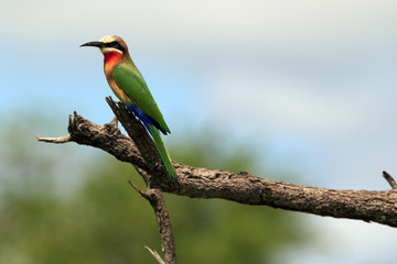Weißstirnbienenfresser