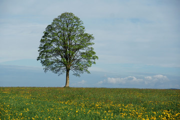 einsamer Baum im Fr&uuml;hling