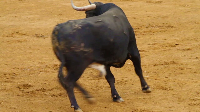 Powerful spanish bull, bullfight arena