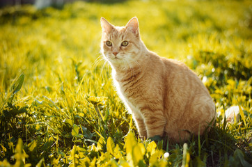 Рыжий кот в траве