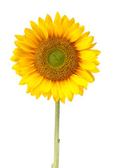 sunflower isolated on white with clipping path © Winston Link