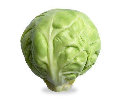 single brussels sprout isolated on white with path