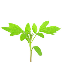 plant of tomato isolated on white